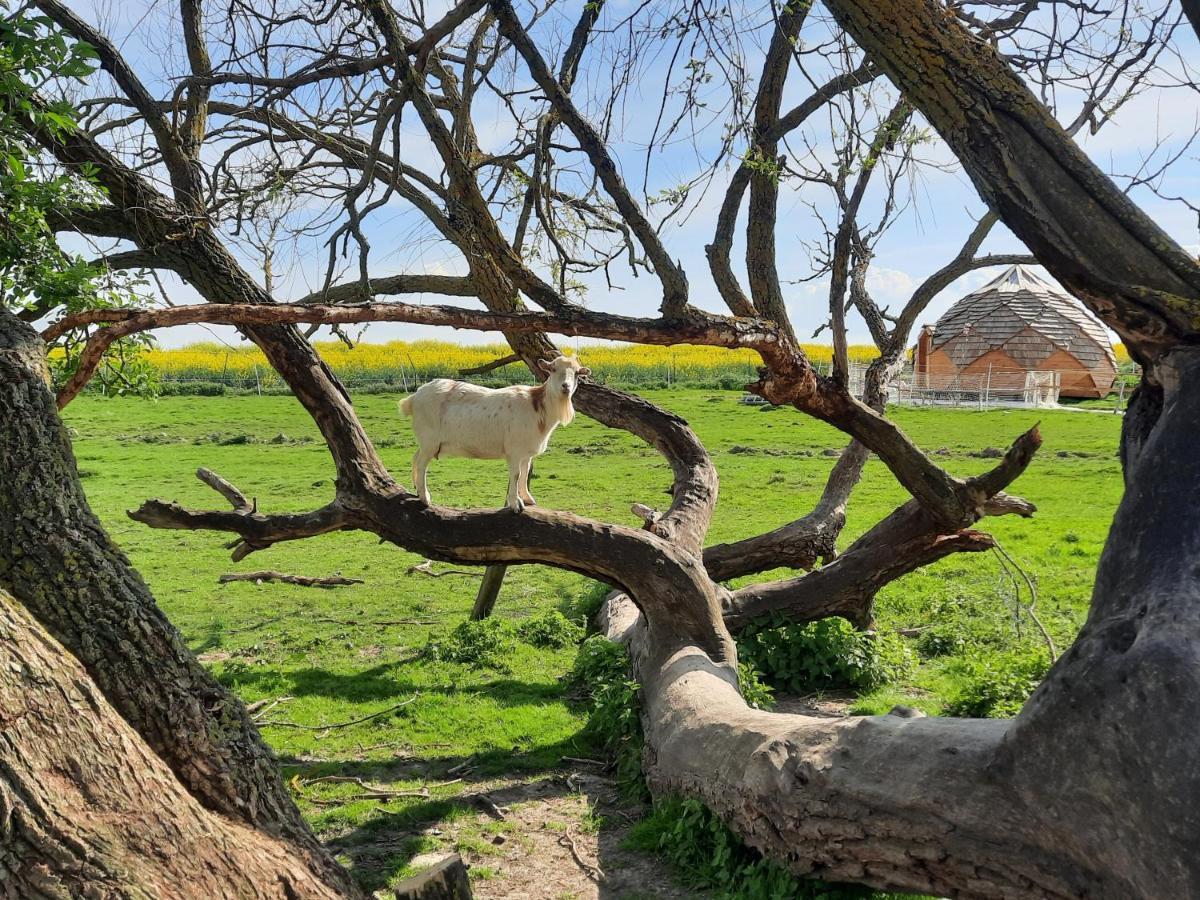 La Ferme De La Loge Konuk evi Epaux-Bezu Dış mekan fotoğraf